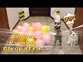 Download Lagu Today the cats Zhora, Cleopatra and Dymka are thinking about how to bypass film fences 2