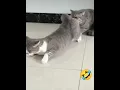 Download Lagu MPUS KAWIN : #shorts #kucingkawin #kucinglucu #kucingimut #kucing
