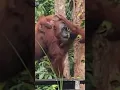 Lagu Feeding Time in the Jungle: Orangutan Moments