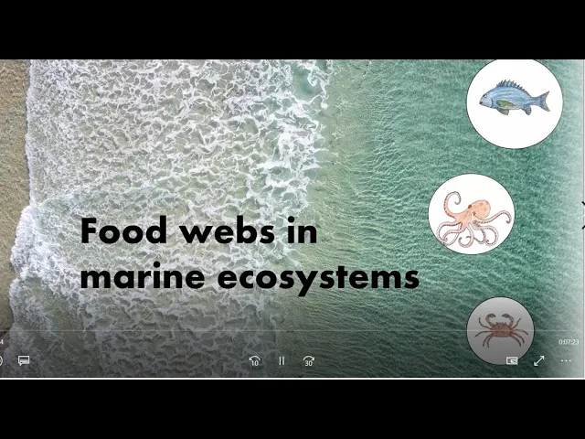 Tasmanian Marine Food Webs