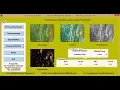 Corn Disease Detection using Image Processing