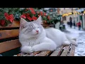 12 Hours Of Peaceful Cat Sleep Music 🐈 Soft Ambient Tones for Rest 😻 Cat Night Relaxation No Ads