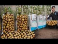 Download Lagu Growing potatoes in soil bags. Will help you not have to spend money on buying potatoes anymore