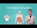 The Digestive System - How the Body Processes Food