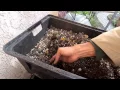 South Central Vegan Harvested Earth Worms Castings from FREE Craigslist Worm Farm