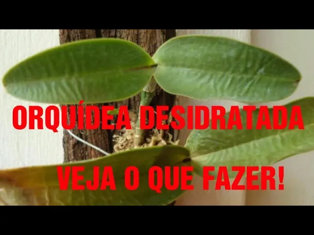 ORQUÍDEA DESIDRATADA, VEJA O QUE FAZER 🏼