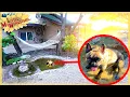 Download Lagu Creating Dog-Friendly Pond in Our Courtyard | Monthly Peek Ep406