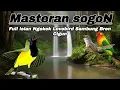 Lagu SOGON FULL ISIAN NGEKEK LOVEBIRD SAMBUNG BREN CIGUN📍Paling DiCari Jeda Jernih Mudah Masuk
