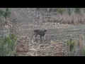Deer Jerky Time - Deer Hunt in Alabama 2026