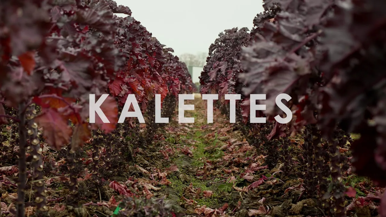 In Season Now   Kalettes