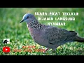 Download Lagu Suara pikat burung tekukur, langsung mendekat#hanting #berburutekukur