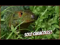 Download Lagu MYTHS AND TRUTHS ABOUT REPTILES 🐍🦎🐢