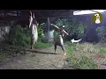 Download Lagu PRANK POCONG VS ORANG GILA🤣 | Prank Pocong Lucu Bikin Ngakak 2022