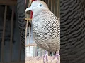 Download Lagu Burung tekukur lokal punya suara topcer yang jernih untuk umpan yang langsung bereaksi #shorts
