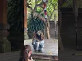 Download Lagu Monkey in Barong dance #asmrsounds #bali #baliindonesia #travel #baliculture #satisfyingsounds