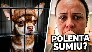 O SEGREDO QUE QUASE TIROU A POLENTA DE MIM! 💔K-DRAMA PET