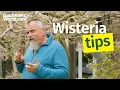 Wonderful WISTERIA David s complete guide to beautiful wisteria