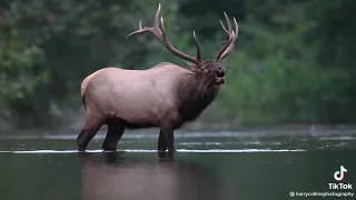 صوت الغزال الكبير 