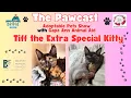 The Adoptable Pets Show Tiff the Extra Special Kitty