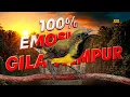 Lagu 100% EMOSI GILA TEMPUR‼️ Pancingan sogon agar bunyi
