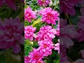 Download Lagu Relaxing Pink Blooming Flowers #pinkflower #colourful #flowers #nature #bloomingflowers #shorts #yt