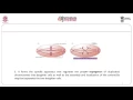 Function of Microfilaments