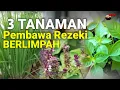 Download Lagu Buruan Tanam 3 Tanama Pembawa Rezeki Berlimpah - Belum Banyak Orang Tahu