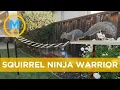 Former NASA engineer MarkRober makes incredible obstacle course for squirrels Your Morning