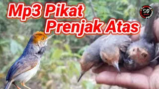 Download Suara Pikat Burung Prenjak Cemplir,Prenjak Atas,Prenjak Merah MP3