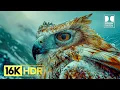 Download Lagu World's UNSEEN Dolby Vision 16K HDR 120FPS Video (4K / 8K TV)