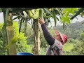 Download Lagu Panen Sayuran oyong \u0026 Cabe ‼️ Sulastri 15 Hanya makan mie. Tkw Taiwan. #stopjudionline 