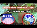 Download Lagu pupuk UREA vs pupuk NPK, mana yang terbaik buat tanaman cabe