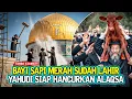 ANAK SAPI MERAH ISRAEL SUDAH LAHIR ❗ UMAT YAHUDI BERSIAP HANCURKAN MASJIDIL AQSA SAMBUT DAJJAL