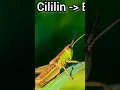 Download Lagu Cililin sambung Belalang Emas