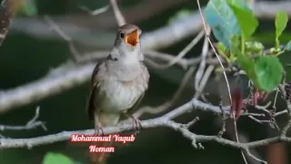 سحر میگفت بلبل باغبان را که در این باغ جز نهالی غم نه روید     دندنها