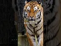 Download Lagu Can Tiger Purr Like a Cat 🐯