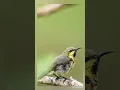 Download Lagu Burung matahari kecil yang lucu mengeluarkan suara yang menyenangkan di pagi hari #burung #alam #satwa liar #video pendek #viral