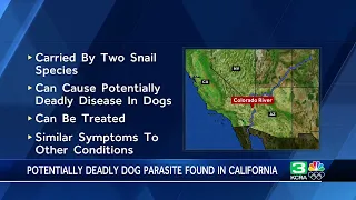 SFGATE s Amanda Bartlett discusses a parasitic worm that poses a deadly risk to dogs in California
