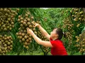 Download Lagu 1000kg Longan Fruit Harvest, Market Selling \u0026 Animal Care Tips