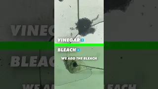 Vinegar vs Bleach - Experiment