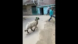 هتموووت من الضحك مع الخروف سعدون    دندنها