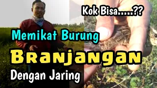 Download Pikat burung branjangan dengan jaring di alam liar | BIRD TRAP MP3