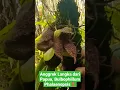 Download Lagu Anggrek Langka dari Papua, Bulbophillum Phalaenopsis‼️ #anggrek #orchids