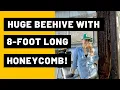 Download Lagu Huge Beehive with 8-foot Long Honeycomb!