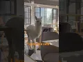 Download Lagu Lama in the house🦙#shorts #pets #lama #alpaca #funny