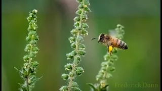 What is a honey bee This is a Honey Bee Apis mellifera The western or European honey bee