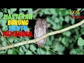 Download Lagu MASTERAN BURUNG CELEPUK BURHAN MEMANGGIL