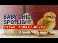 Cream Legbar baby chicks hatching at cackle hatchery