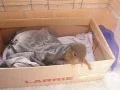 Super Tiny Squirrel Wakes Up and Yawns