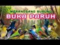 Download Lagu TERAPI PAGI DAN MALAM HARI, TERAPI SEMUA JENIS BURUNG KECIL , TERAPI BURUNG MACET BUNYI, Maret 2024